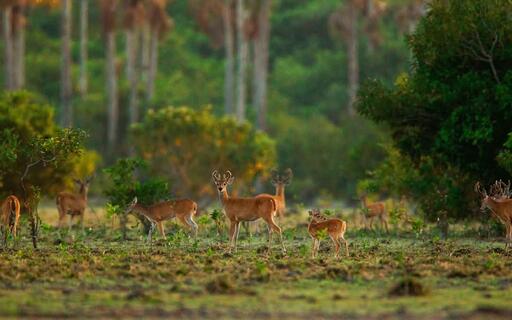 Sendero Colores del Llano – RNSC Buenaventura
