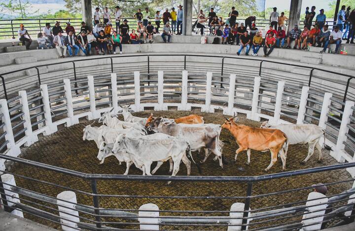 Feria Ganadera de Villanueva