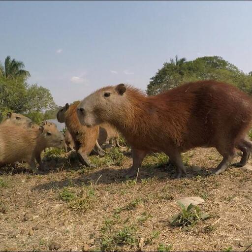 Avistamiento de chigüiros y garzas
