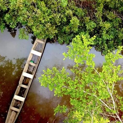 Avistamiento de aves