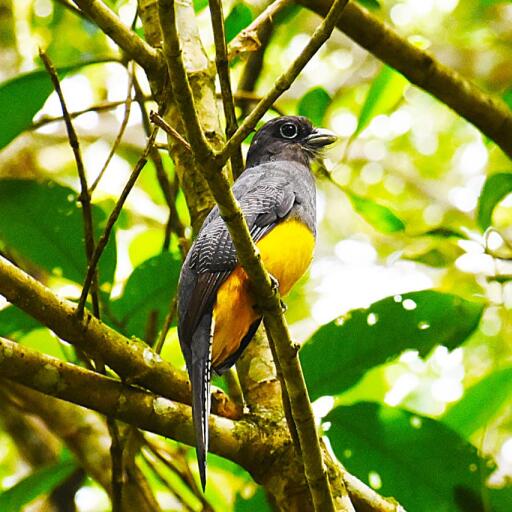 Avistamiento de Aves – Hotspot Cerro El Silvadero
