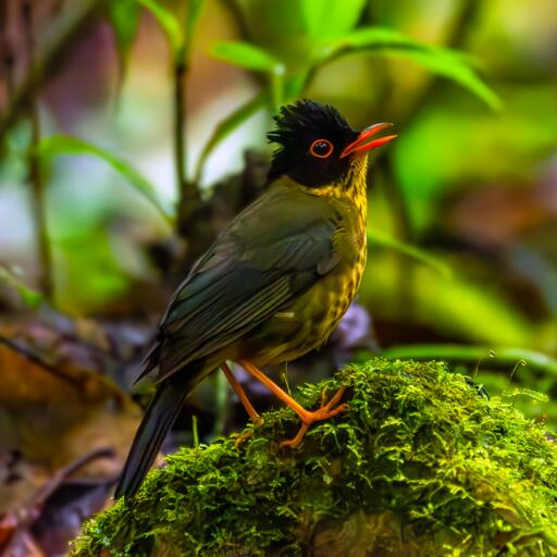 Aviturismo en bosques de niebla del Casanare
