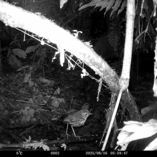 Observación de fauna nocturna en el piedemonte andino