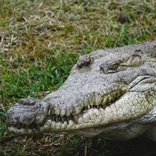 Conservación del Caimán Llanero y Tortuga Charapa